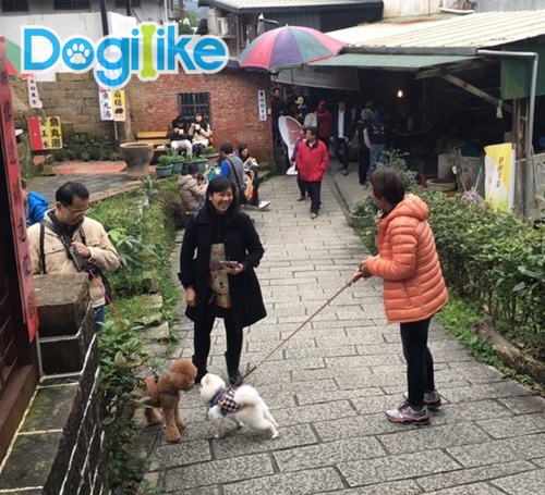 Dogilike.com :: Dogilike Review : ѡҪͺ TAIWAN ͡ ͧѹͧ