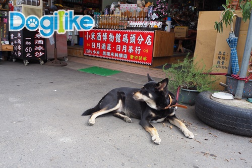 Dogilike.com :: Dogilike Review : ѡҪͺ TAIWAN ͡ ͧѹͧ