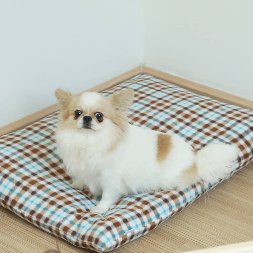 Dogilike.com :: ŹͧẺ   ͹͹ѵ§ѡ Puppy Love Pet Pillow