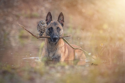 Dogilike.com :: ѡ! عѢ͹Ѻ١ǹ