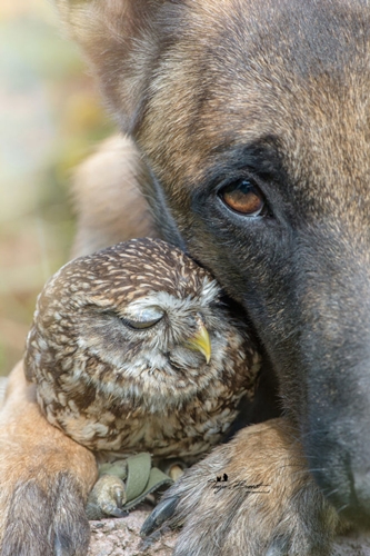 Dogilike.com :: ѡ! عѢ͹Ѻ١ǹ