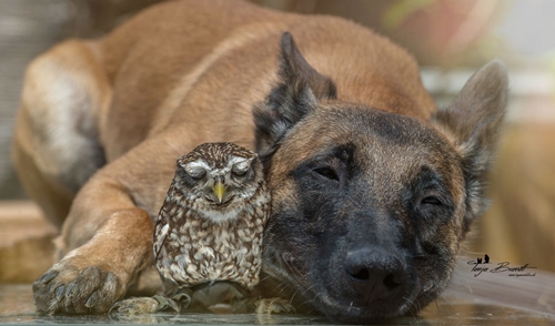 Dogilike.com :: ѡ! عѢ͹Ѻ١ǹ