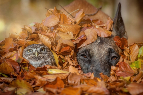 Dogilike.com :: ѡ! عѢ͹Ѻ١ǹ