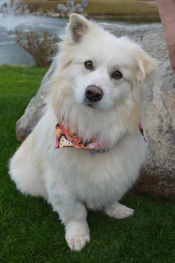 Dogilike.com :: عѢԵ㹷ҧҹ 5 ͹ Ңͧ仡Ѻ !