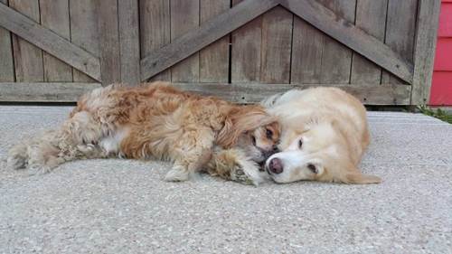 Dogilike.com :: ͧǹѡ! ҵٺ٤Թӷҧ͹عѢҺʹ