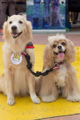 Dogilike.com :: ͧǹѡ! ҵٺ٤Թӷҧ͹عѢҺʹ