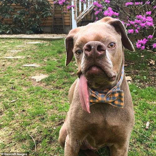Dogilike.com :: Murray عѢ١˹ҼԴҹ!