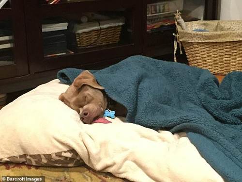 Dogilike.com :: Murray عѢ١˹ҼԴҹ!