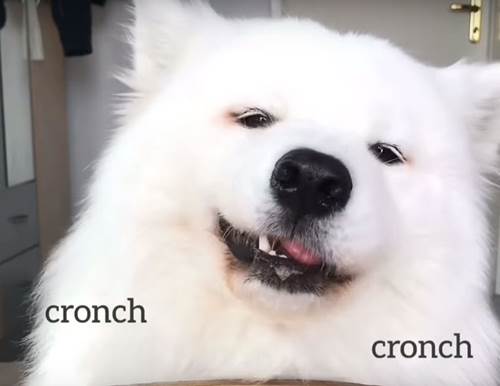 Dogilike.com :: Ժٿѧǹ! ͫ´ ѹпԹ ҳ 