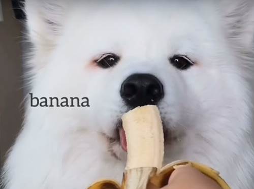 Dogilike.com :: Ժٿѧǹ! ͫ´ ѹпԹ ҳ 