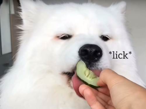 Dogilike.com :: Ժٿѧǹ! ͫ´ ѹпԹ ҳ 
