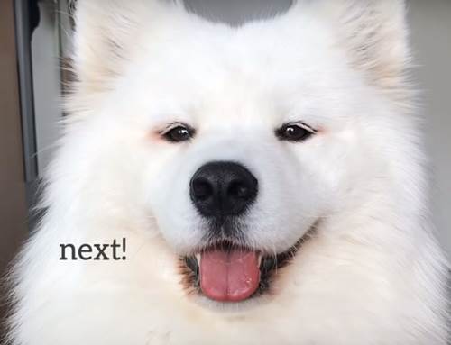 Dogilike.com :: Ժٿѧǹ! ͫ´ ѹпԹ ҳ 