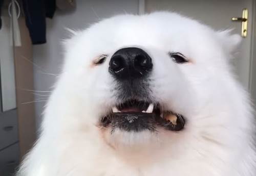 Dogilike.com :: Ժٿѧǹ! ͫ´ ѹпԹ ҳ 