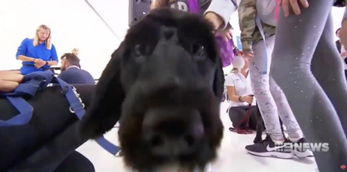 Dogilike.com :: ! ʹԹҵٺҪ¤´á͹ͧ