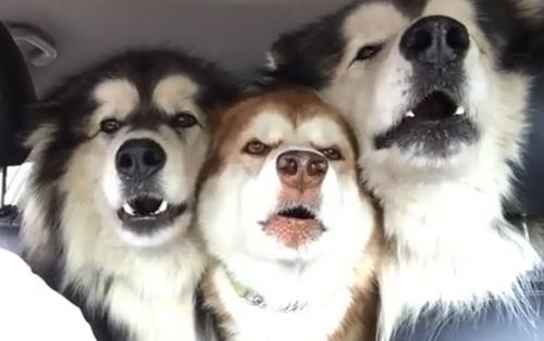Dogilike.com :: Ңͧ¤Ի 3 ٺͧŧҹ§ ҹ㨪!