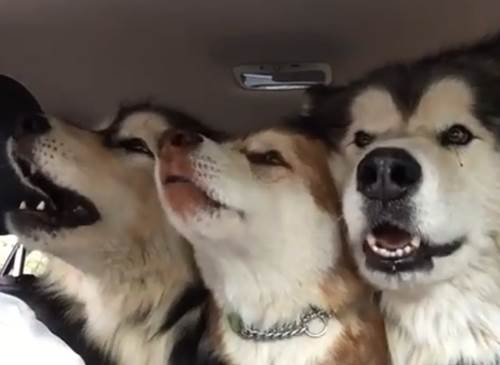 Dogilike.com :: Ңͧ¤Ի 3 ٺͧŧҹ§ ҹ㨪!