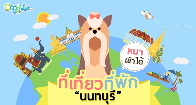 Dogilike.com :: . ѺʶҹҾҹͧԹ ԹẺԹ  