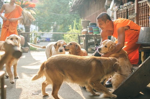 Dogilike.com :: . ѺʶҹҾҹͧԹ ԹẺԹ  