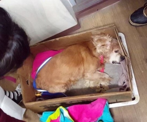 Dogilike.com :: ҢͧѺعѢ٧ͧ駶ѧҨ ҡµ˹ !