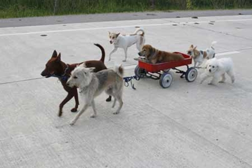 Dogilike.com :: ѴѹѺ 5 ҡش駨ҡҾ¹ͧ 褹ѡѵͧҴ !