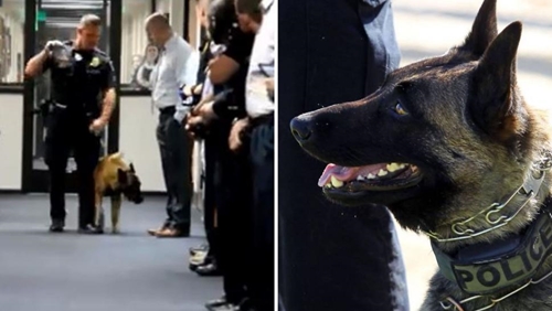 Dogilike.com :: !  Bronx عѢǨСѹӧҹҹ 8 
