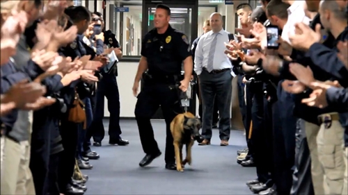 Dogilike.com :: !  Bronx عѢǨСѹӧҹҹ 8 