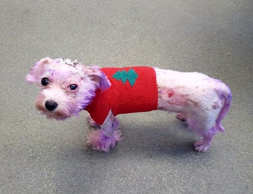 Dogilike.com :: شʧ! عѢͺѧҢͧͧ