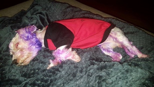 Dogilike.com :: شʧ! عѢͺѧҢͧͧ