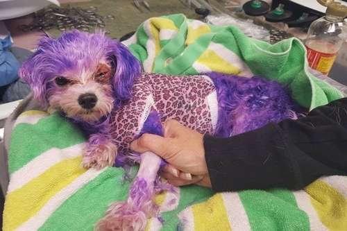 Dogilike.com :: شʧ! عѢͺѧҢͧͧ