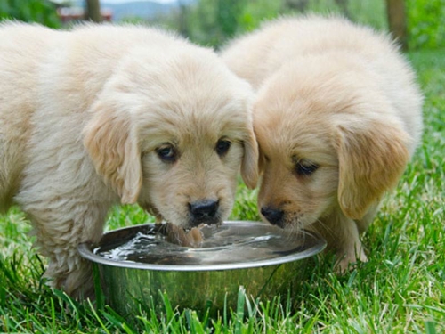 Dogilike.com :: 5 ӡѺͧ˹͹ ҷԡ !!