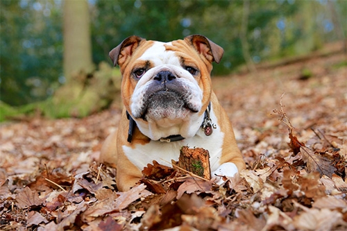 Dogilike.com :: ѴѹѺ 5 ¾ѹͧ˹Ҵ Һҹ !