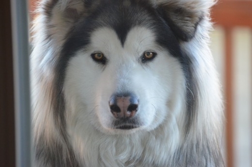 Dogilike.com :: ѴѹѺ 5 ¾ѹͧ˹Ҵ Һҹ !