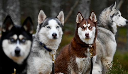 Dogilike.com :: ѴѹѺ 5 ¾ѹͧ˹Ҵ Һҹ !