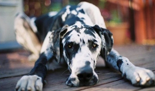 Dogilike.com :: ѴѹѺ 5 ¾ѹͧ˹Ҵ Һҹ !