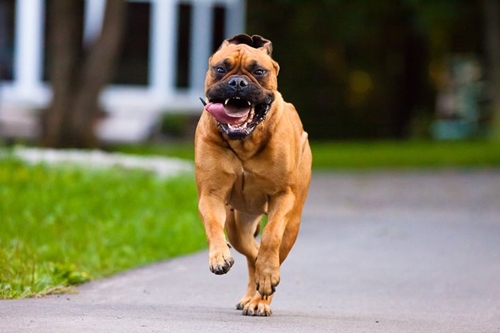 Dogilike.com :: ѴѹѺ 5 ¾ѹͧ˹Ҵ Һҹ !