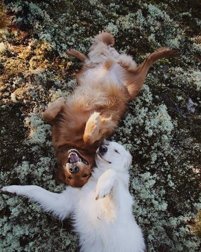Dogilike.com :: 10+ Ҿѡ٨ ͧҵСշտ㨴͹¹