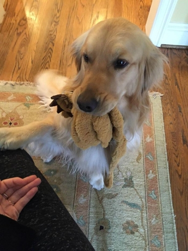 Dogilike.com :: 10+ Ҿѡ٨ ͧҵСշտ㨴͹¹