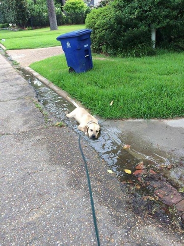 Dogilike.com :: 10+ Ҿѡ٨ ͧҵСշտ㨴͹¹
