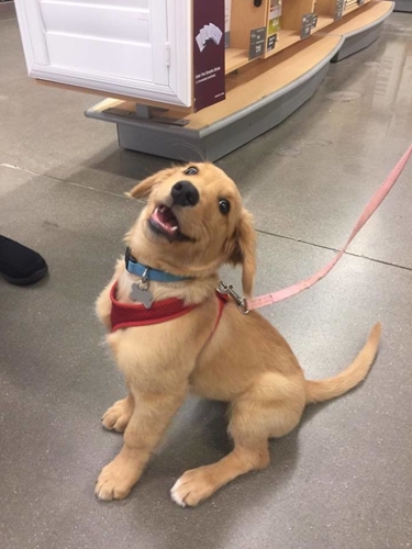 Dogilike.com :: 10+ Ҿѡ٨ ͧҵСշտ㨴͹¹