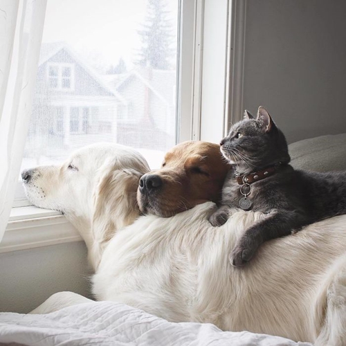 Dogilike.com :: 10+ Ҿѡ٨ ͧҵСշտ㨴͹¹