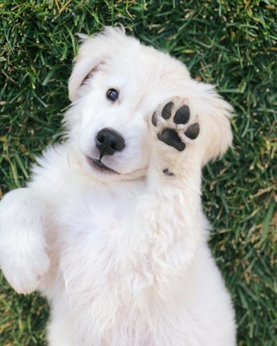 Dogilike.com :: 10+ Ҿѡ٨ ͧҵСշտ㨴͹¹
