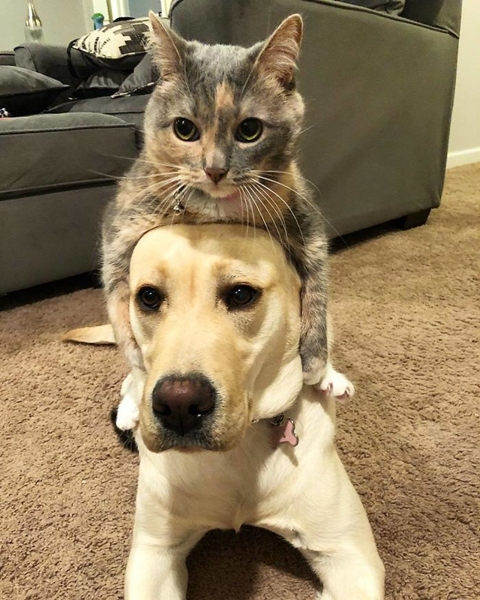 Dogilike.com :: 10+ Ҿѡ٨ ͧҵСշտ㨴͹¹