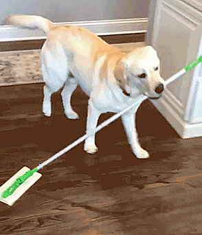 Dogilike.com :: 10+ Ҿѡ٨ ͧҵСշտ㨴͹¹