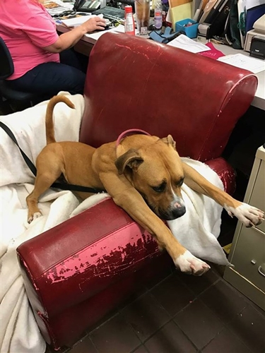 Dogilike.com :: Թա! ٹѡԧѺԨҤ ҵٺͺ͹ҹ 