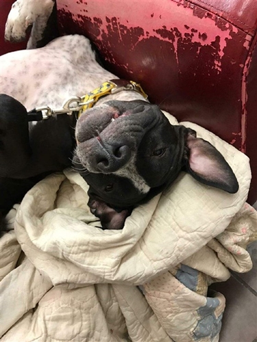 Dogilike.com :: Թա! ٹѡԧѺԨҤ ҵٺͺ͹ҹ 