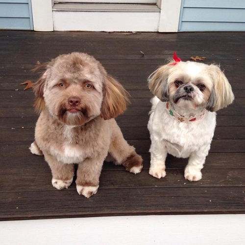 Dogilike.com :: ͹͹! Yogi ҵٺ˹͹