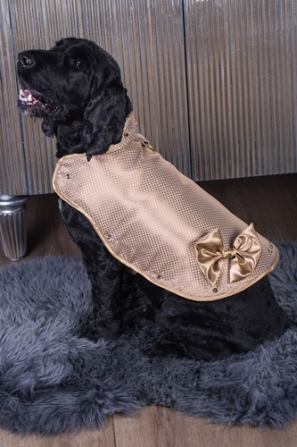 Dogilike.com :: ǹ! ͹ͧᾧشš Өҡͧ 24K Ҥ 43 ҹҷ 