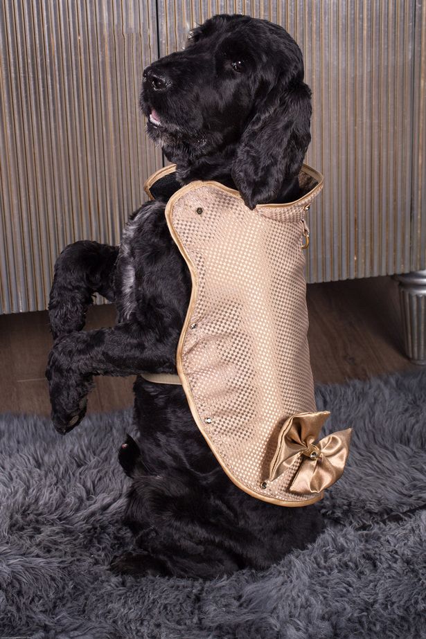 Dogilike.com :: ǹ! ͹ͧᾧشš Өҡͧ 24K Ҥ 43 ҹҷ 