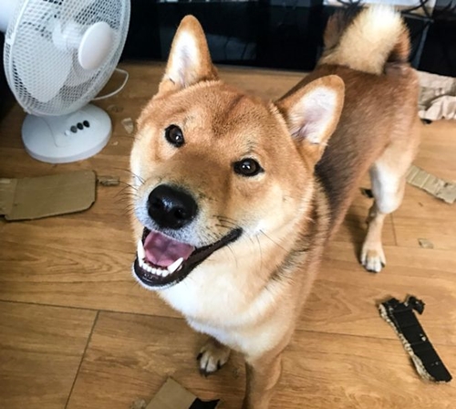 Dogilike.com :: ѡ  Seb ԺҹͺشſѺ餹 !