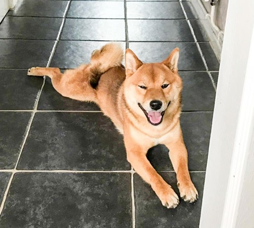 Dogilike.com :: ѡ  Seb ԺҹͺشſѺ餹 !